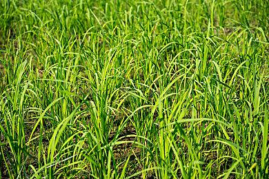 《三国志8重制版 威力加强版》预告 明年1月29日发售